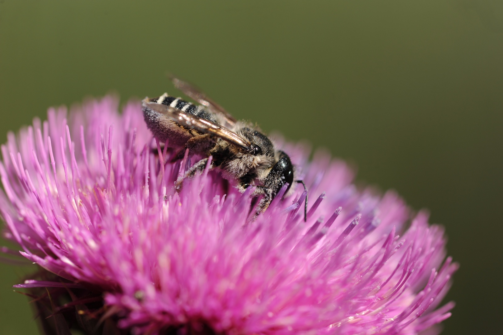 Mason Bee 23